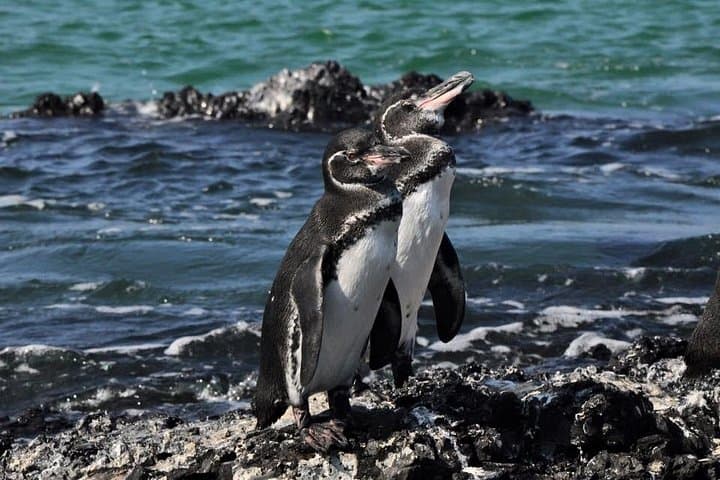 6-Day Galapagos Island Hopping: Snorkel Los Tuneles, Santa Fe & Darwin Station photo 2