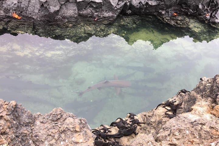 6-Day Galapagos Island Hopping: Snorkel Los Tuneles, Santa Fe & Darwin Station photo 3