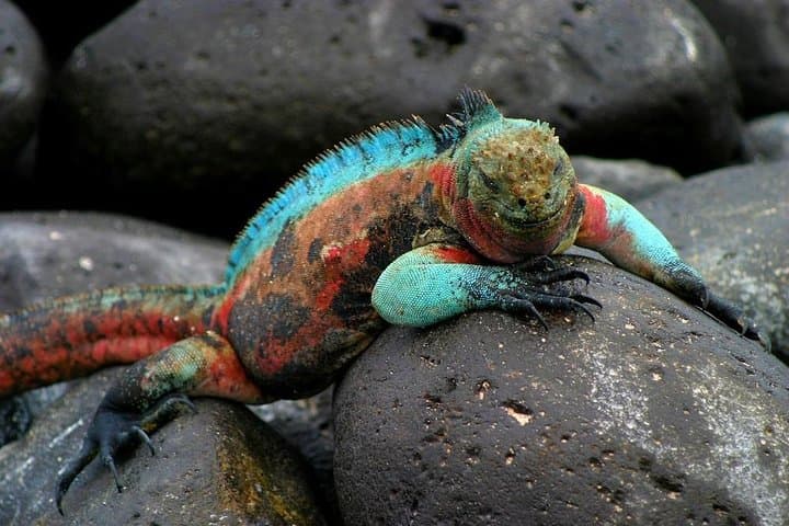 5-Day Galapagos Tour: Santa Cruz & Isabela — Snorkel, Sierra Negra Hike & Wildlife photo 2