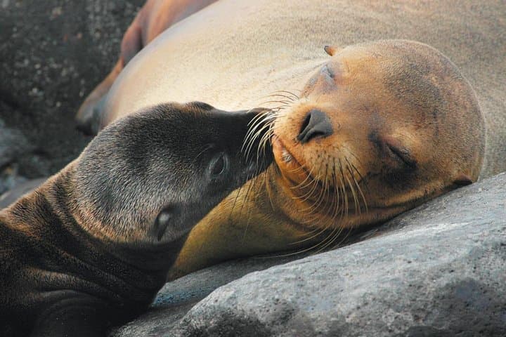 4-Day Galapagos Express: Santa Cruz Highlands, Tortuga Bay & Snorkel Tour