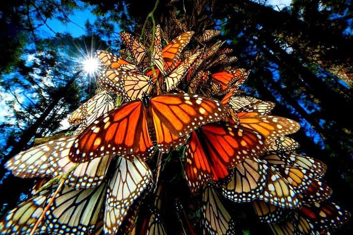 7-Day Monarch Butterfly Migration Eco Tour from Mexico City