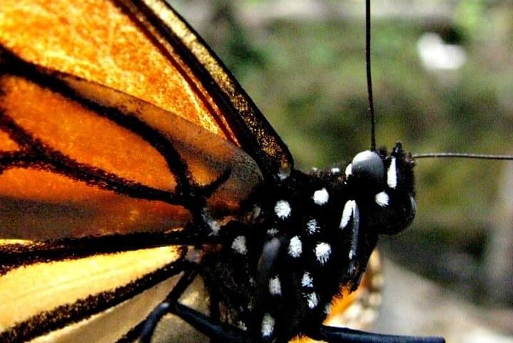7-Day Monarch Butterfly Migration Eco Tour from Mexico City photo 2