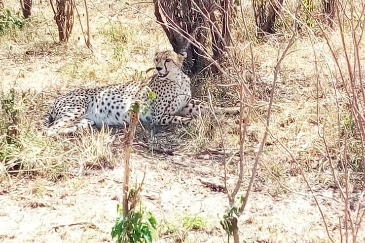 Two-Day Tarangire Safari from Arusha: Elephants, Baobabs & Birdlife