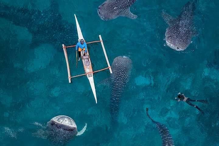 Cebu 3-Day Private Tour: Whale Sharks, Canyoneering & Cebu City Highlights