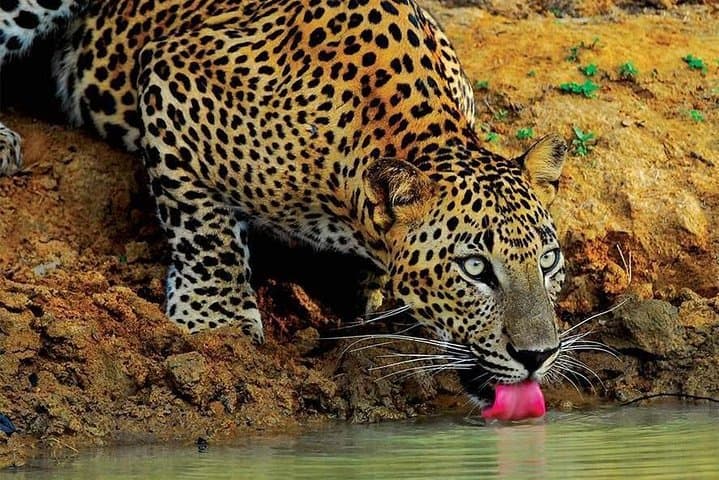 Wilpattu National Park and Anuradhapura: 2-Day Wildlife & Temple Tour from Colombo photo 2