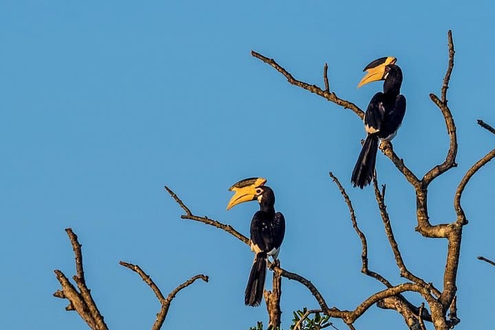 2-Day Yala & Kumana Safari from Colombo: Leopards, Elephants & Birdlife photo 1