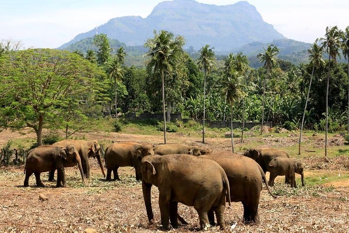 2-Day Yala & Kumana Safari from Negombo — Leopards, Elephants & Birdwatching photo 2