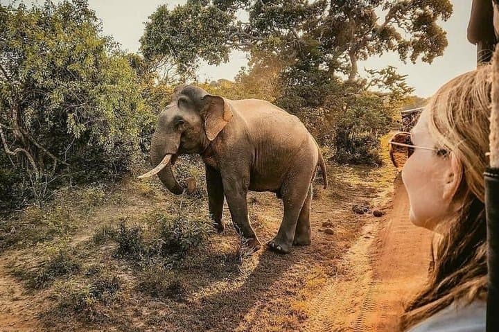 Two-Day Safari: Udawalawe & Yala National Park from Colombo photo 6