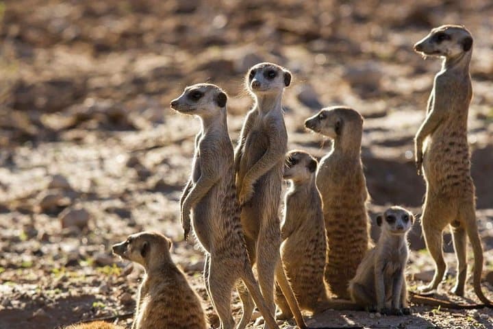 Luxury 5-Day Garden Route Tour — Big 7 Safari, Cango Caves & Route 62