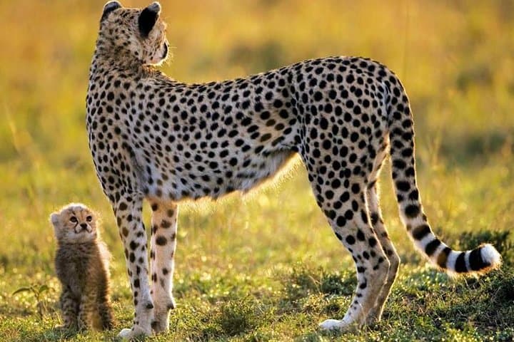 Aquila 2-Day Overnight Safari from Cape Town: Big Five Game Drive Experience photo 2