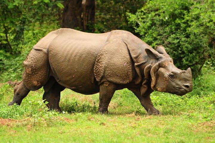 Kaziranga Safari: One-Horned Rhinos, Elephants & Tigers from Guwahati