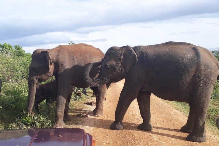 Udawalawe & Ella 2-Day Safari from Colombo — Guaranteed Elephant Sightings and Nine Arch Bridge photo 2