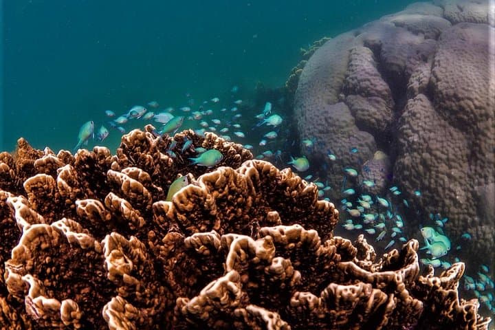 Ningaloo Reef Full-Day Snorkel and Wildlife Adventure from Exmouth photo 2