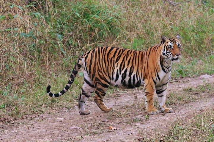 Sariska Tiger Reserve Tour — Jeep Safari from Delhi to Spot Bengal Tigers