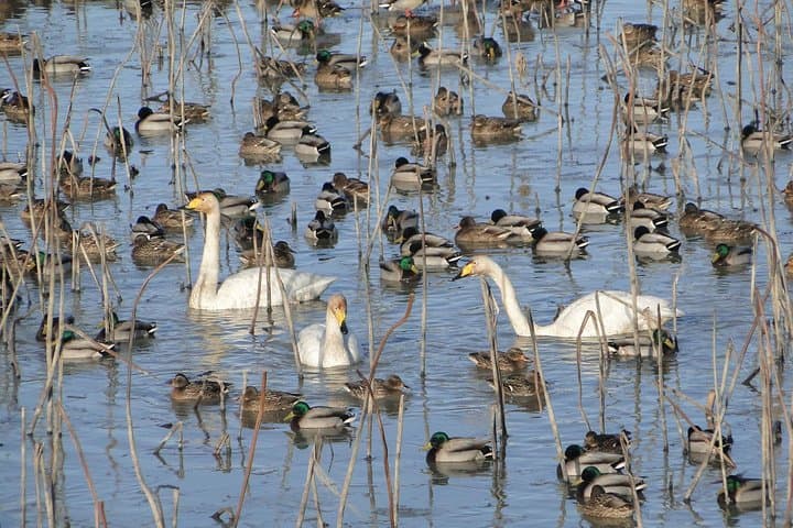 Junam Wetlands and Haeinsa Temple Day Tour from Busan: Birds, Lotus Fields & the Tripitaka Koreana photo 6