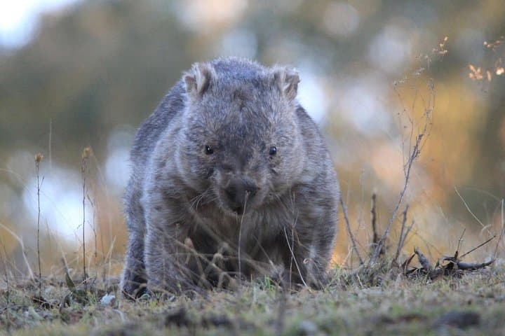 Blue Mountains Twilight Wildlife Tour: Sunset Wallabies & Scenic Lookouts photo 6
