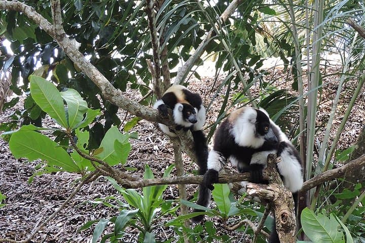 Private 12-Day Highlights of Madagascar: Ranomafana, Isalo & Highland Culture photo 3