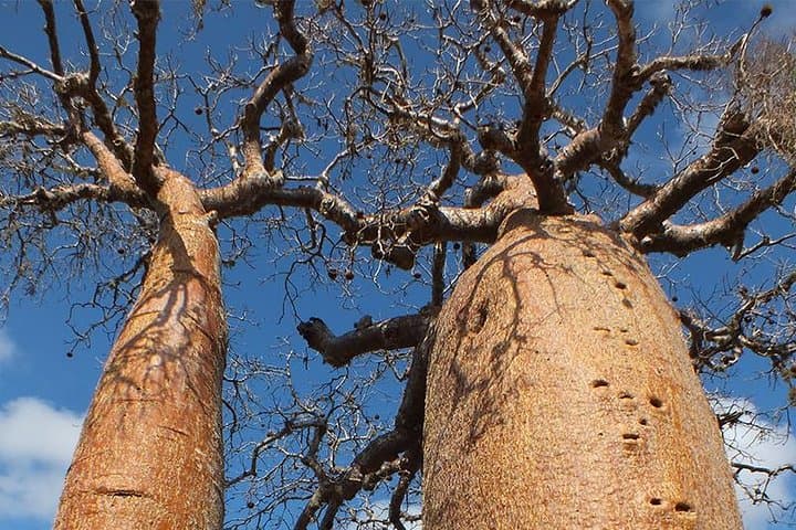 Private 12-Day Highlights of Madagascar: Ranomafana, Isalo & Highland Culture photo 4