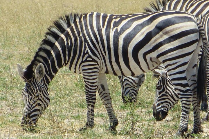 Hwange 2-Night Bush Camping Safari — Intimate Big Five Encounters in Hwange National Park photo 2