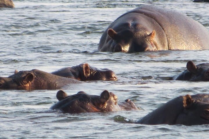 Hwange 2-Night Bush Camping Safari — Intimate Big Five Encounters in Hwange National Park photo 3