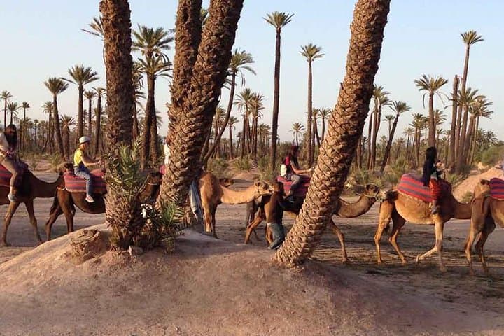 Camel Ride in Marrakech Palm Grove — Palmeraie Camel Tour & Berber Tea Visit photo 4