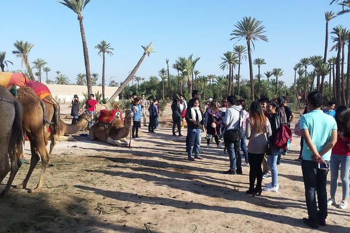 Palmeraie Camel Ride: Marrakech Camel Trek & Mint Tea Experience photo 3
