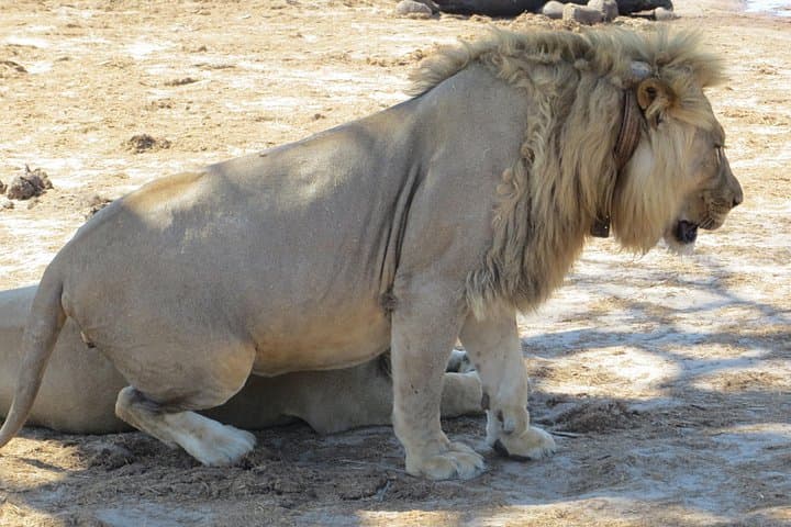 Chobe Overnight Safari: Boat Cruise and Bush Camping from Victoria Falls photo 4