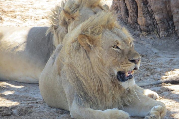 Chobe Overnight Safari: Boat Cruise and Bush Camping from Victoria Falls photo 3