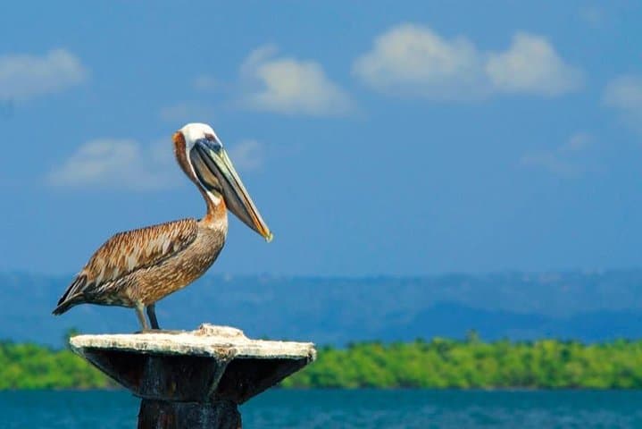 Los Haitises & Cayo Levantado Day Trip from Samaná: Mangroves, Caves and Bacardí Island Beach photo 4