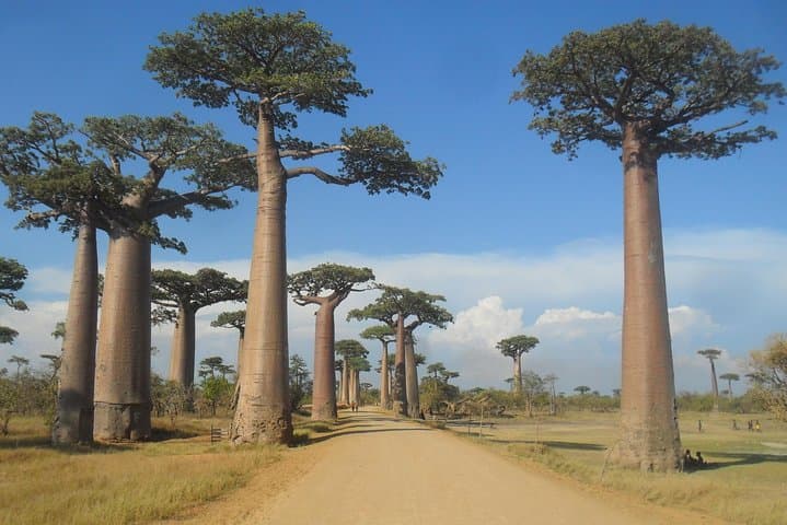 Tsingy of Bemaraha: Pinnacle Rock Forest Hike from Morondava photo 4