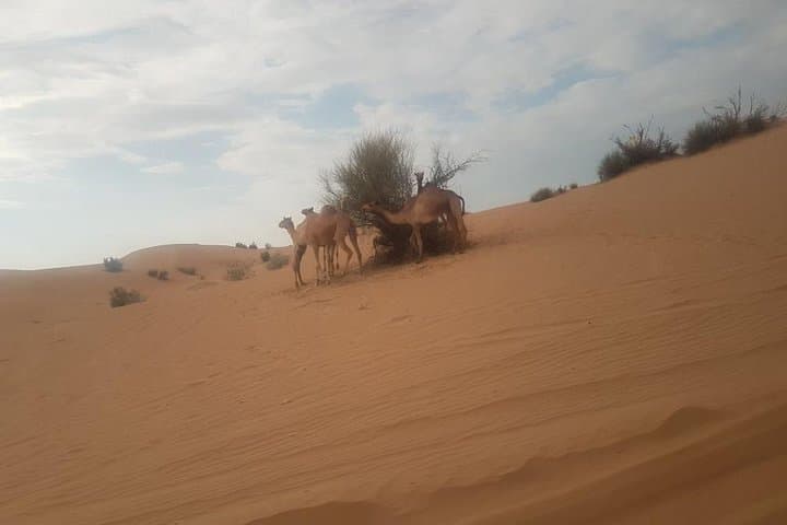 Dawn Dunes: Morning Desert Safari and Camel Ride in Dubai photo 5