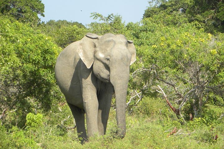 Udawalawe Jeep Safari from Ahungalla & Kosgoda — Wild Elephant Day Trip from Sri Lanka's South Coast photo 2