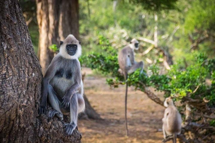 Afternoon Safari at Yala National Park: 3-Hour Game Drive for Leopard Viewing photo 5