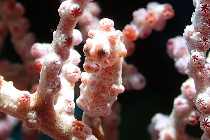 Two Dives at Gili Tepekong and Mimpang: Advanced Scuba from Sanur