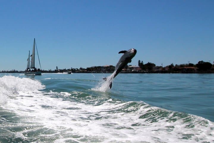 Speedboat Dolphin-Watching Cruise from St. Pete Beach (90–120 min) photo 2