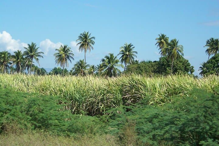 Drive Dune Buggies Through Sugar Cane, Mountains & Beach in Puerto Plata photo 6