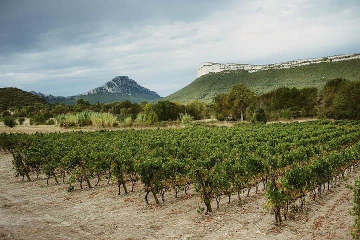 Hike and Wine at the Top of Pic Saint Loup — Day Trip from Montpellier