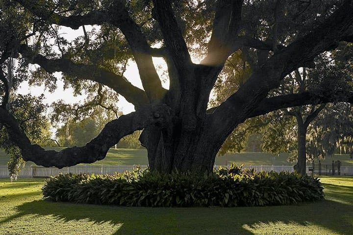 Destrehan Plantation Tour Near New Orleans — Historic Mississippi River Plantation Visit photo 6