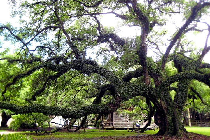 Destrehan Plantation Tour Near New Orleans — Historic Mississippi River Plantation Visit photo 4