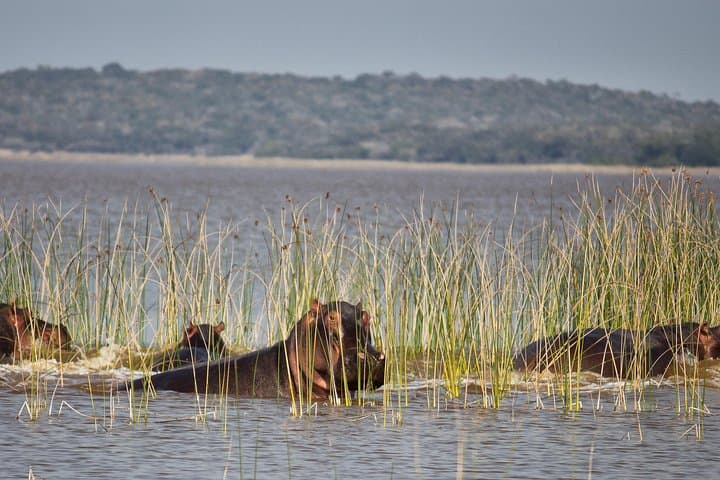 Maputo Special Reserve: 2-Day Guided Safari into Mozambique’s Coastal Wilderness