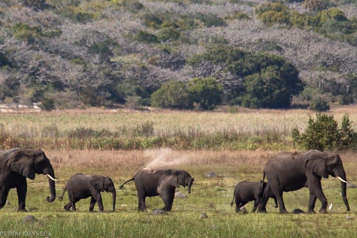 Maputo Special Reserve: 2-Day Guided Safari into Mozambique’s Coastal Wilderness photo 2