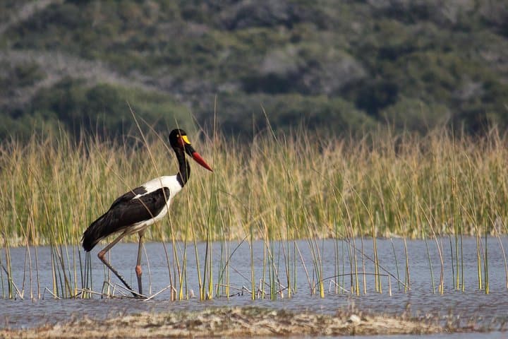 Maputo Special Reserve 3-Day Safari: Coastal Bush, Elephants & Tented Nights