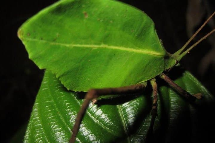 Monteverde Rain Forest Night Walk: Guided Nocturnal Wildlife Tour photo 3