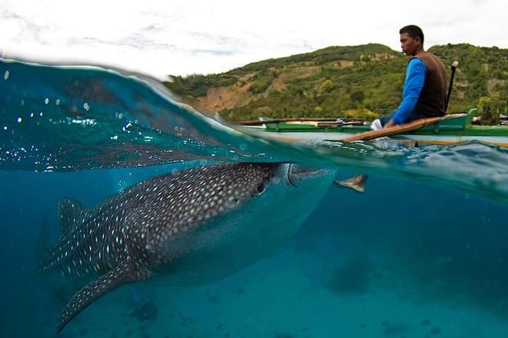Cebu Whale Sharks, Moalboal Sardines & Kawasan Canyoneering Day Tour photo 4