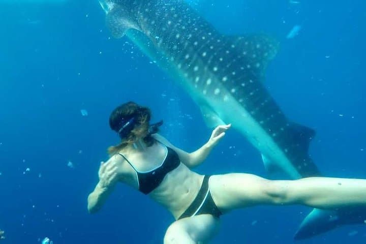 Cebu Whale Sharks, Moalboal Sardines & Kawasan Canyoneering Day Tour photo 5