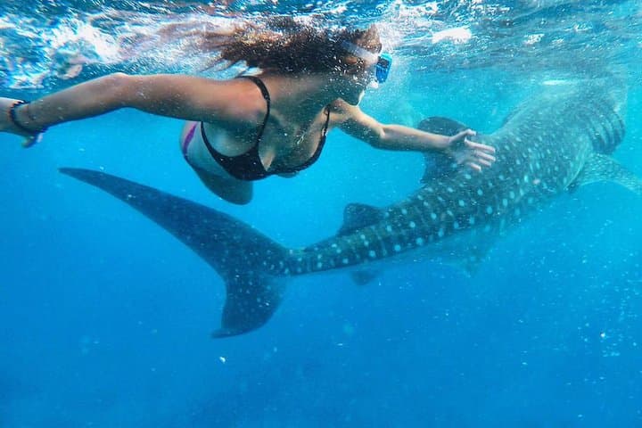 Cebu Whale Sharks, Moalboal Sardines & Kawasan Canyoneering Day Tour photo 6