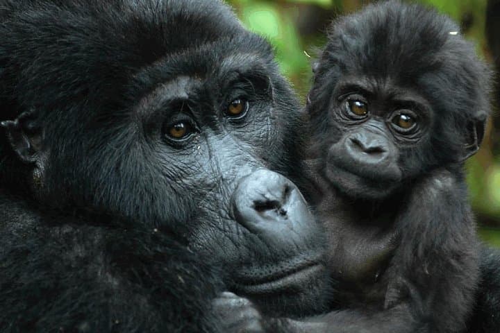 3-Day Bwindi Gorilla Tracking & Batwa Culture Experience in Uganda photo 2