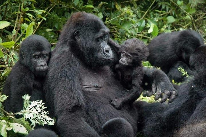 3-Day Bwindi Gorilla Tracking & Batwa Culture Experience in Uganda photo 4