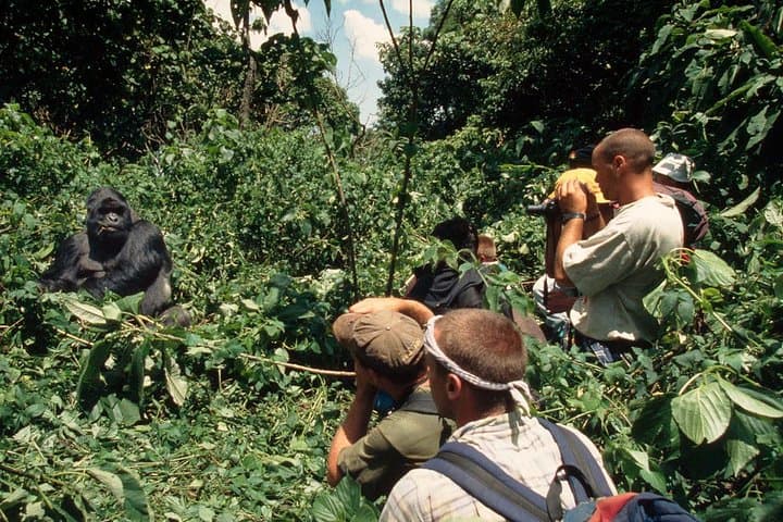 3-Day Bwindi Gorilla Tracking & Batwa Culture Experience in Uganda photo 5