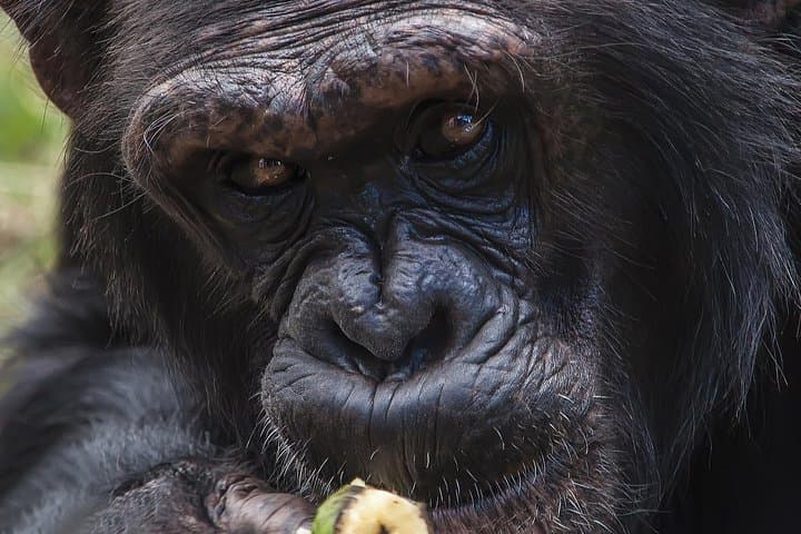Ol Pejeta Conservancy Day Safari from Nairobi: See Rhinos and Chimpanzees photo 2